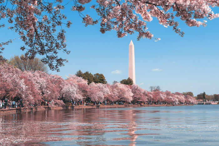 Washington D.C., DC, USA and cherry blossoms
