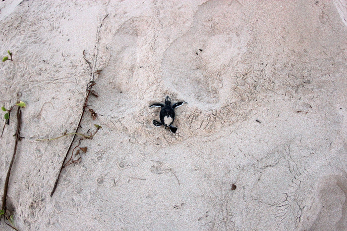 HAKA Stop People Turtle Poaching, With A Little Help From Pacsafe